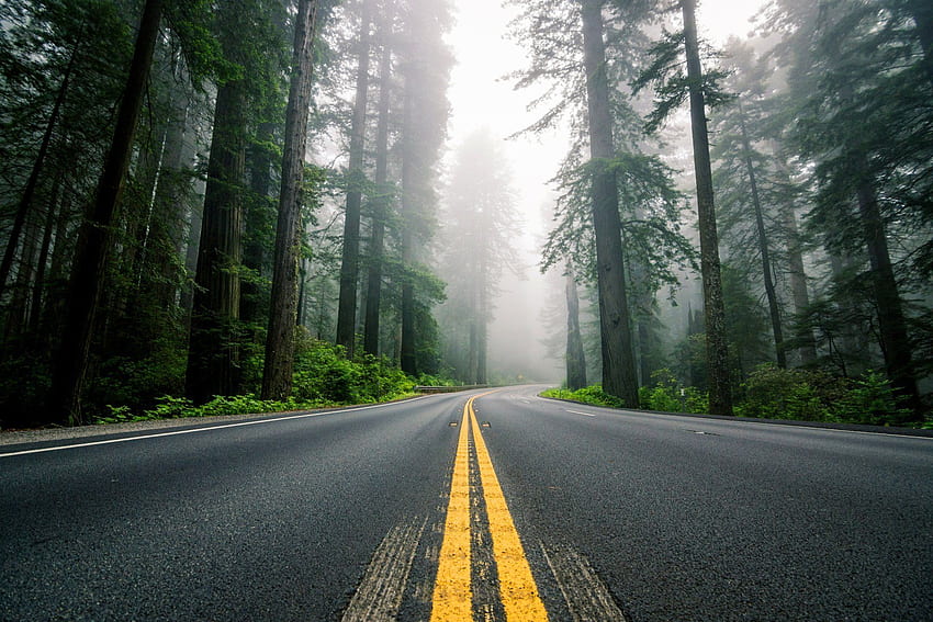 united states north america road highway counting forest redwoods HD wallpaper