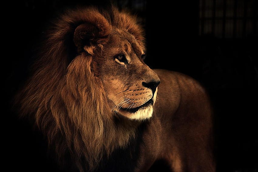 Aslan Leo, hayvan, kedi, aslan HD duvar kağıdı