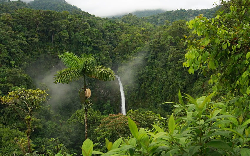 Tropical Rainforest Animals HD wallpaper