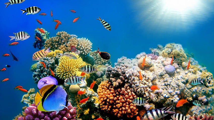 Background Coral Great Barrier Reef HD wallpaper | Pxfuel