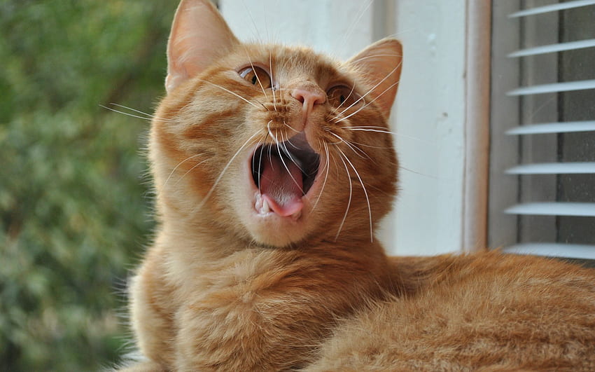 Animals, Cat, Mouth, Window Sill, Windowsill, To Yawn, Yawn HD wallpaper