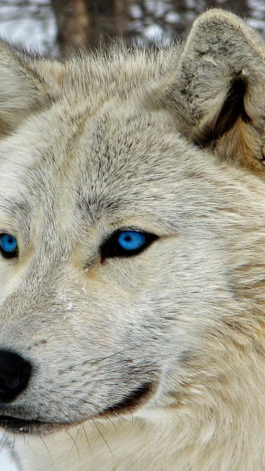 White Wolf, Majestic, Blue Eyes, Muzzle HD phone wallpaper