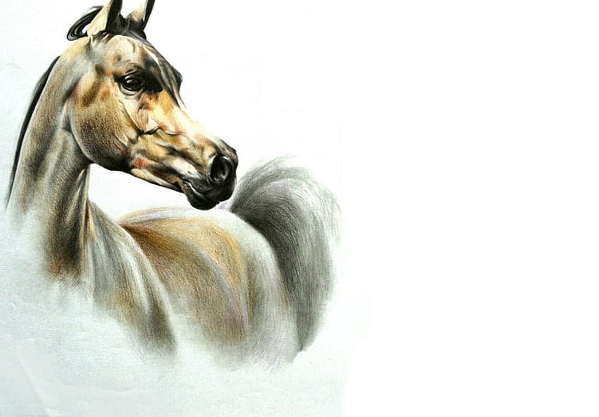Cavallo arabo, arabo, animale, cavallo, arte, bellissimo, opera d'arte, schermo panoramico, pittura, equino Sfondo HD