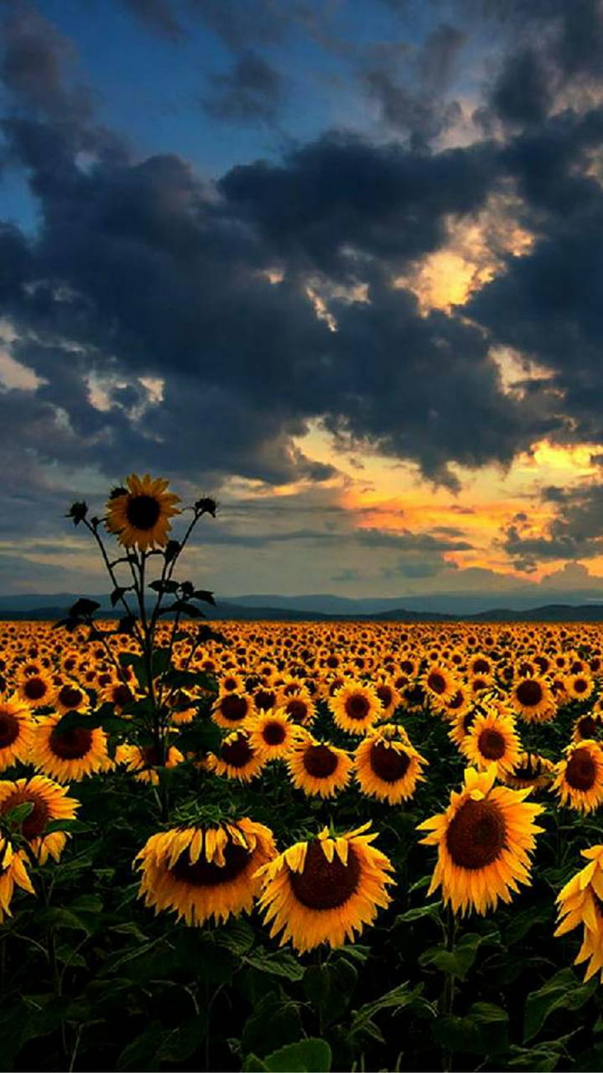Bunga Matahari HD-Handy-Hintergrundbild
