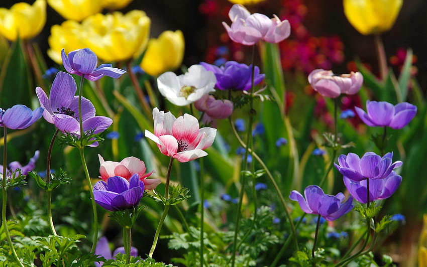 Yaz çiçekleri, yaz, renkli, güzel, güzel, çiçekler, çimen, sevimli HD duvar kağıdı