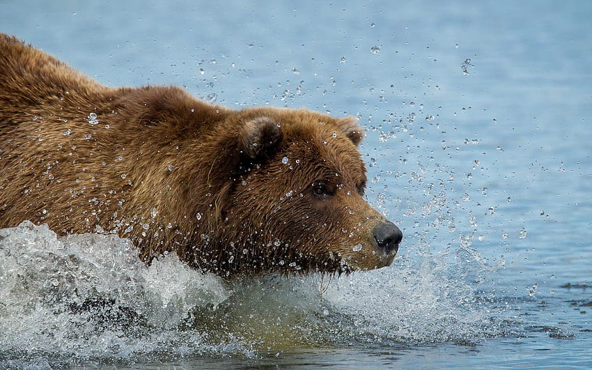 สัตว์ น้ำ การว่ายน้ำ การว่ายน้ำ หมีสีน้ำตาล หมีกริซลี่ หมีกริซลี่ วอลล์เปเปอร์ HD