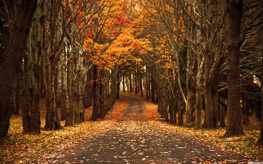 Autumn Forest Road, trees, autumn, road, forest HD wallpaper