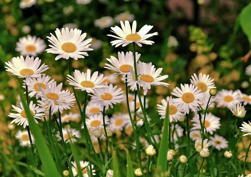 Blumen, Kamille, Grüns, Poljana, Lichtung, Schärfe HD-Hintergrundbild