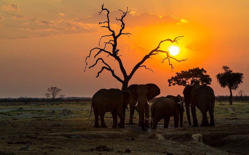слонове, вечер, залез, семейство слонове, дива природа, Африка, диви животни, африкански слонове HD тапет
