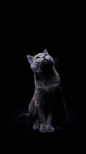 Download Aesthetic Half Shot Black Cat iPhone Wallpaper  Wallpaperscom