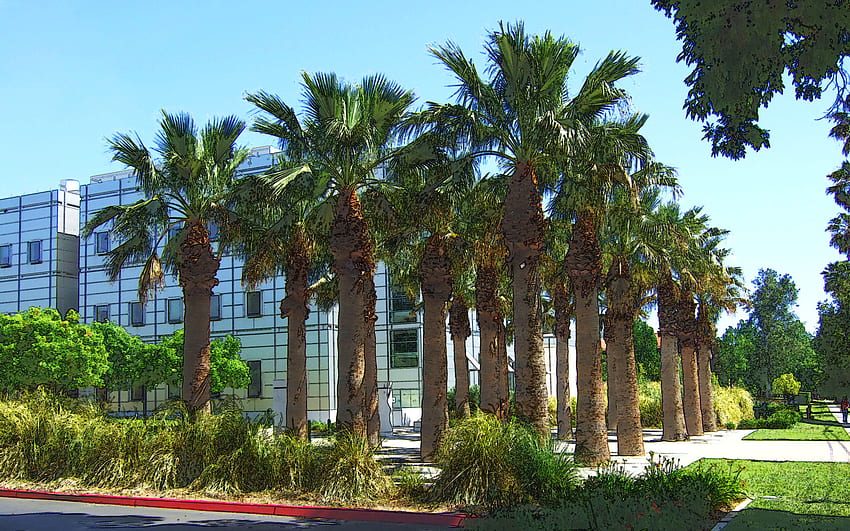カリフォルニア工科大学のナツメヤシ、ヤシ、カリフォルニア、木々、大学、空、キャンパス 高画質の壁紙
