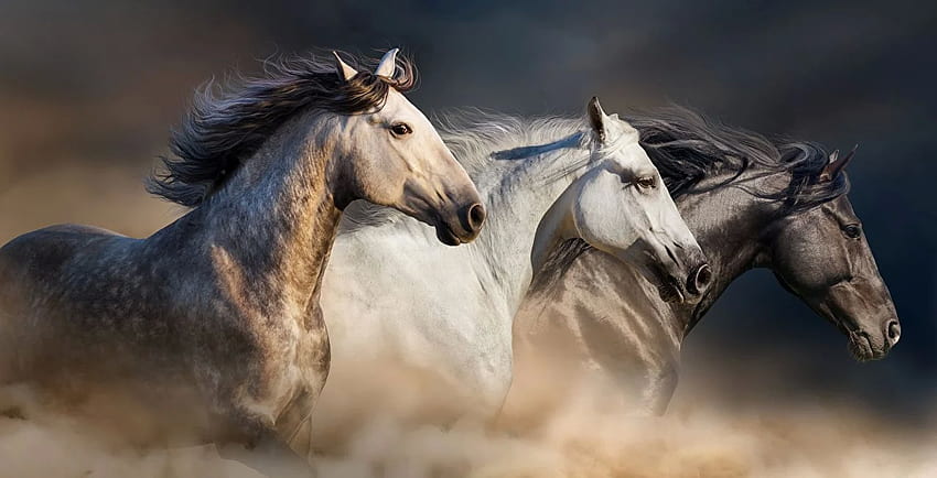 cavalo Três 3 Animais, Pferde papel de parede HD