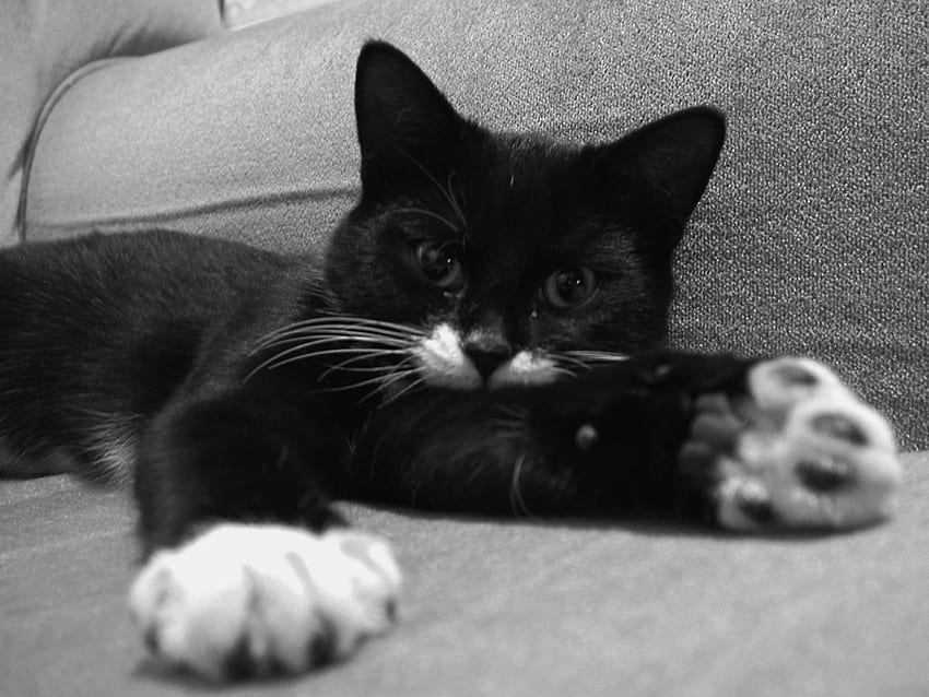 Black And White Tom Cat. Ella Kitten Cat Gallery HD wallpaper