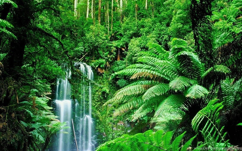 Tropical Rainforest Backdrop (Page 3) HD wallpaper