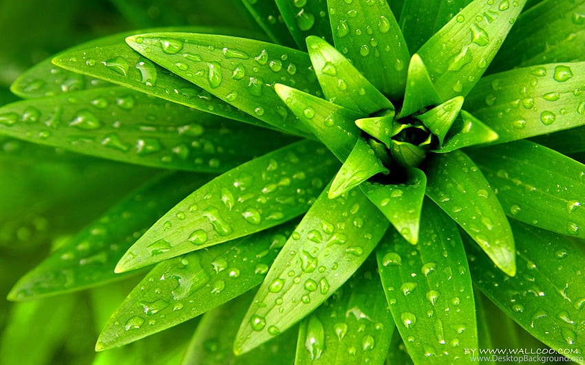Tropical Green Plant Let Eye Go Travelling . Background HD wallpaper