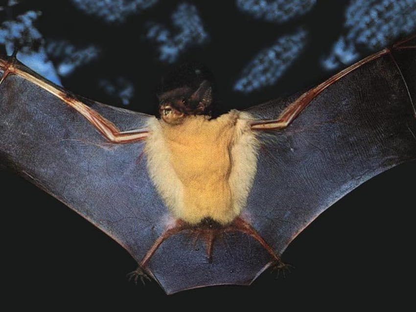 Morcego com asas abertas, noite, asas abertas, árvores, morcego papel de parede HD