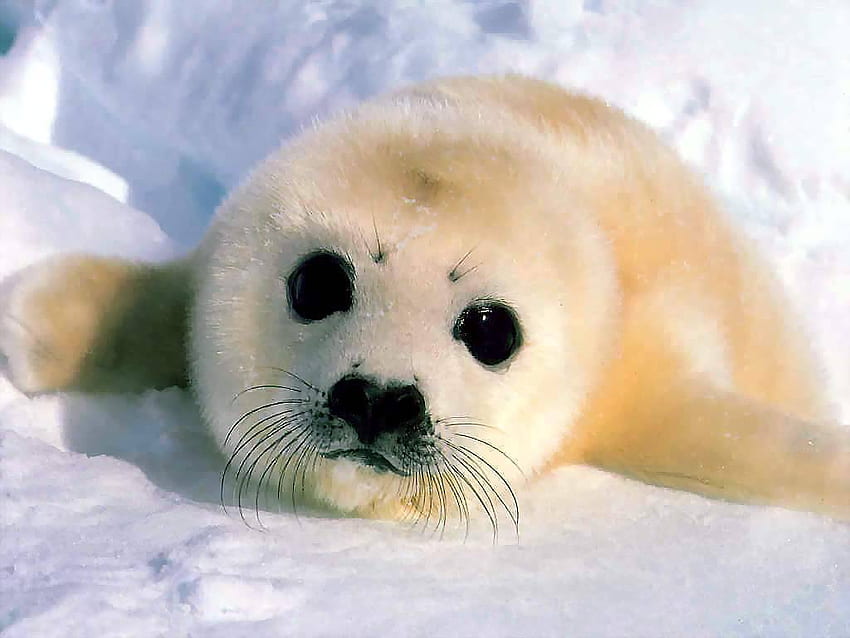 Simpatico cucciolo di foca arpa: Eyebleach Sfondo HD