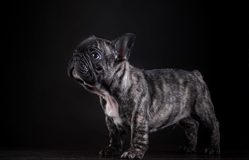 Bulldog Bulldog francese Cani Animali Nero Sfondo HD