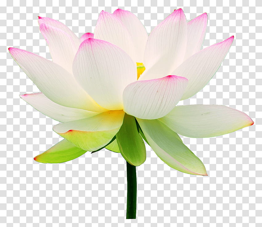Clip Art Fleur De Lotus Fleur De Lotus, Lily, Plante, Blossom, Pond Lily Transparent Png, Lotus Flower Art Fond d'écran HD