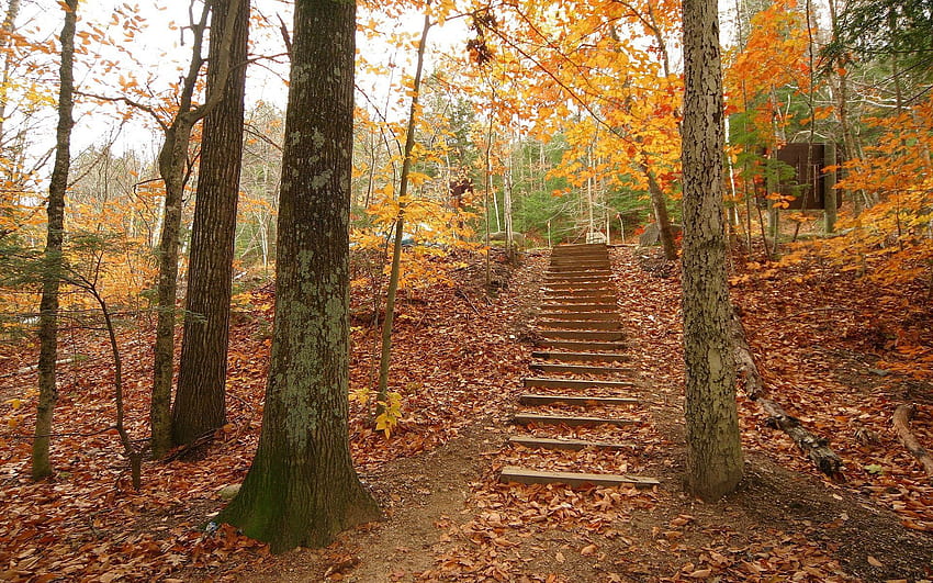 Nature, Trees, Autumn, Leaves, Forest, Steps, Descent HD wallpaper