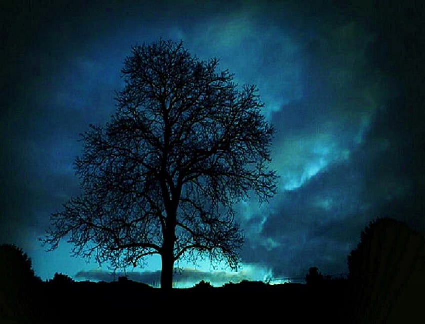 Drzewo nocnego nieba, noc, błękit, gałęzie, woda, miękkie światło, sylwetka, drzewo Tapeta HD