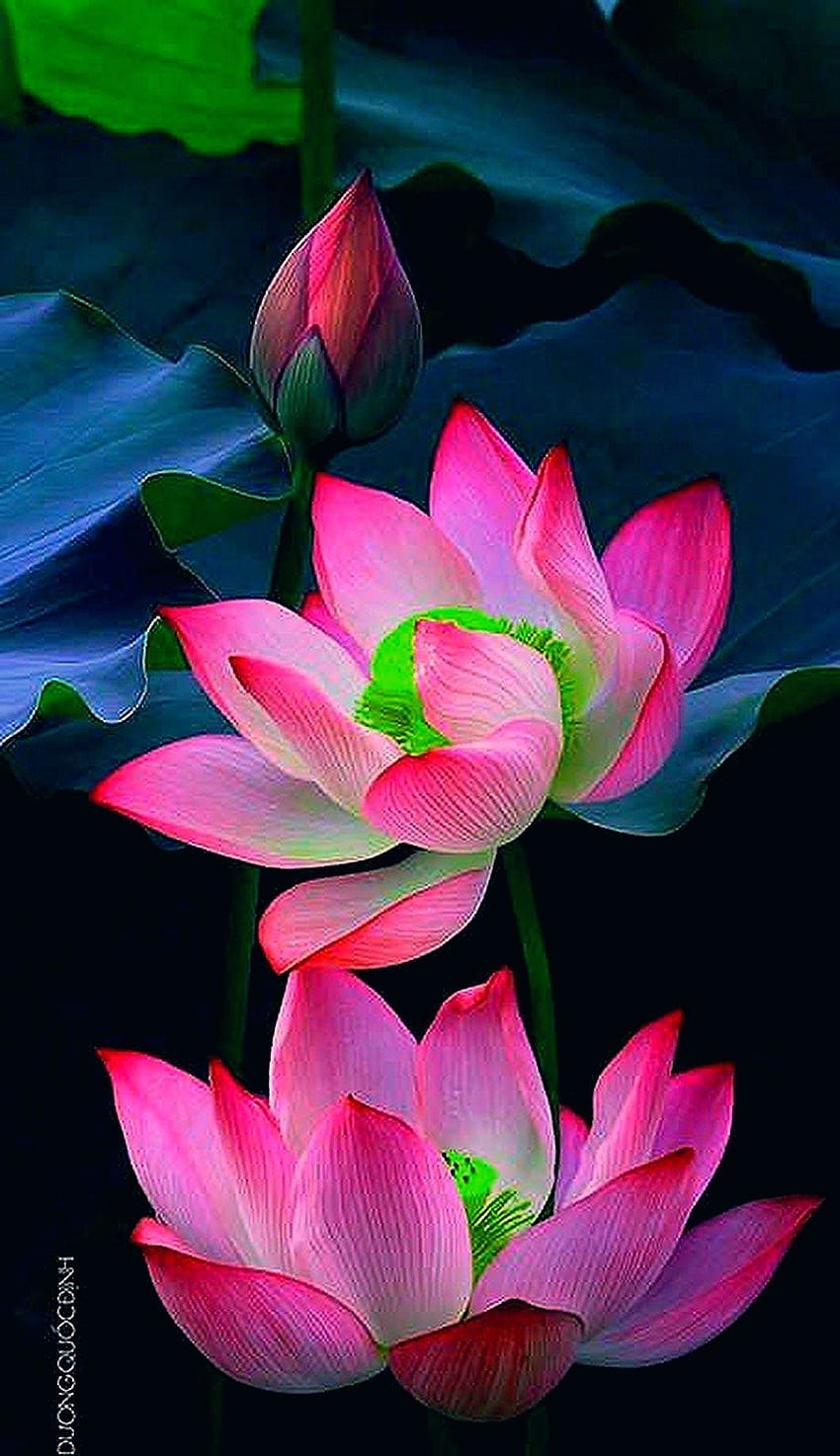 grafie. Lotusblume, Lotusblumenkunst, Lotusblume HD-Handy-Hintergrundbild