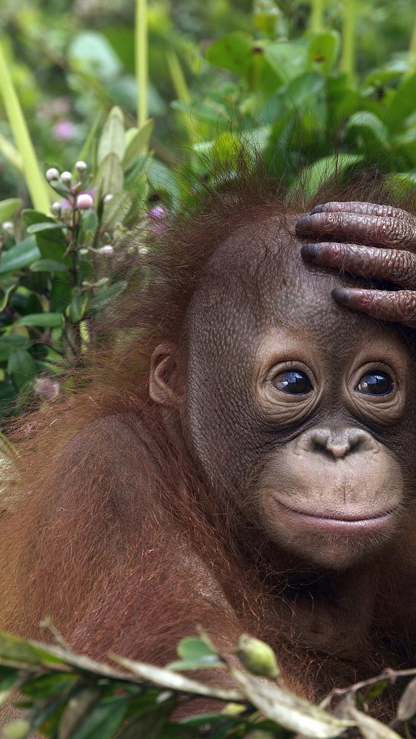 Baby Orangutan HD phone wallpaper