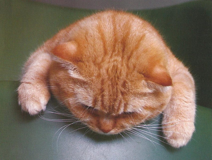 Kitten, cute, orange, paws HD wallpaper