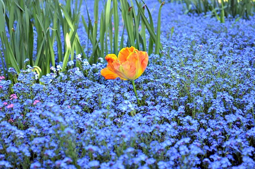 No me olvides con tulipán naranja en pradera, naranja, nomeolvides, flores, naturaleza, tulipán fondo de pantalla