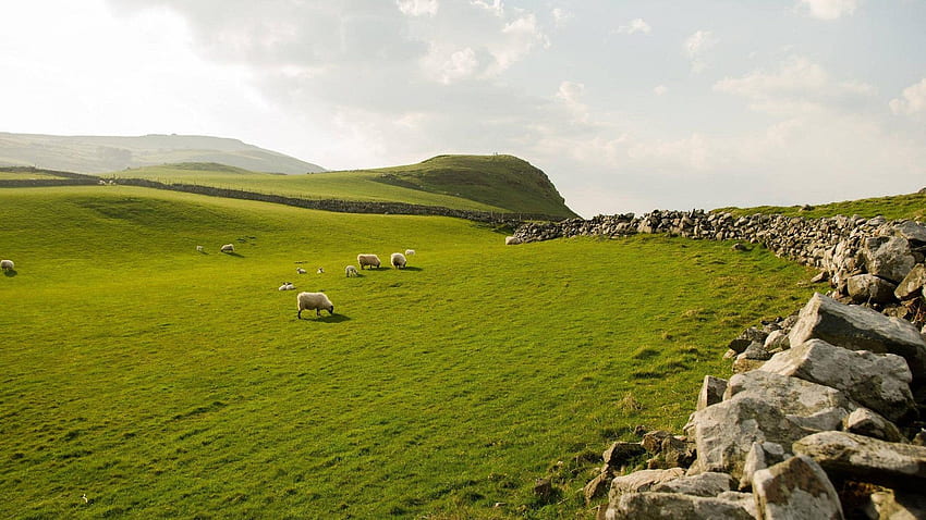 Sheep Grazing in Northern Ireland [] : HD wallpaper