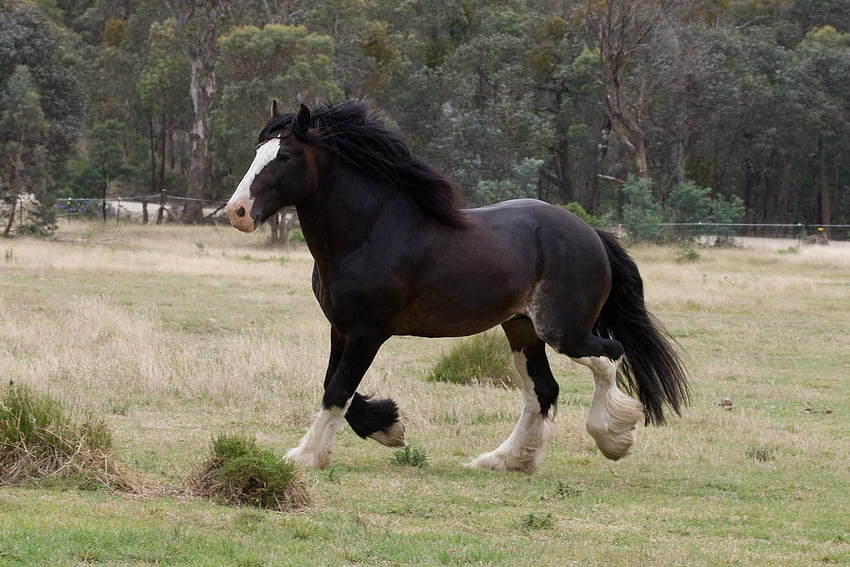 Czarno-białe Konie Clydesdale - I Tło Tapeta HD