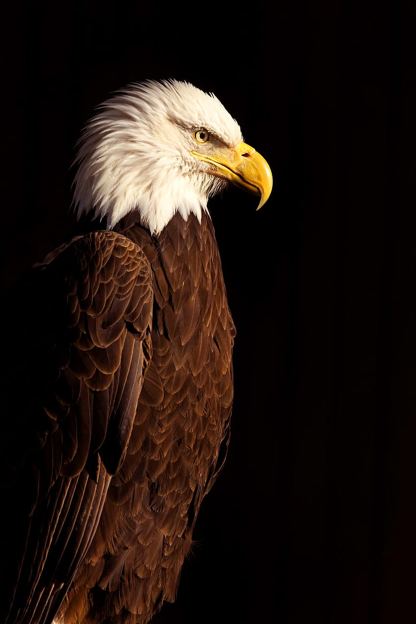bald eagle, Geometric Eagle HD phone wallpaper