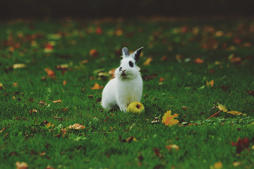 Tiere, Gras, Apfel, Kaninchen HD-Hintergrundbild