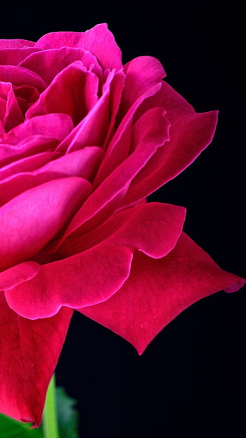 Light Pink Rose On A Black Background Stock Photo - Download Image Now -  Rose - Flower, Flower, Pink Color - iStock