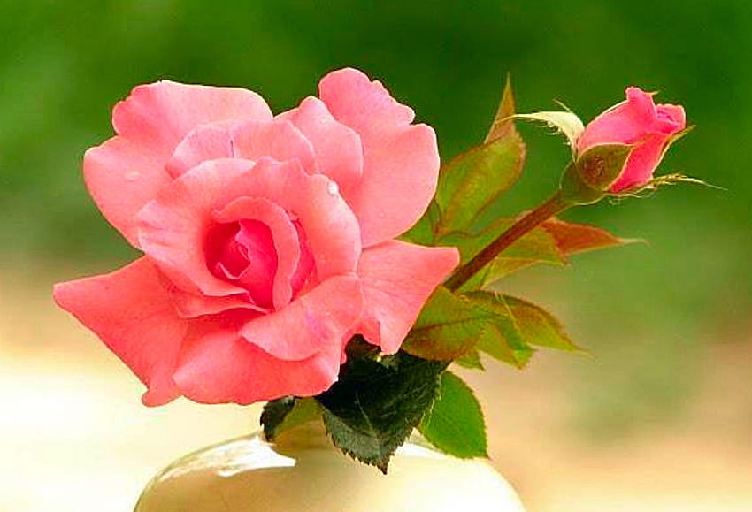Mawar lembut, mawar, merah muda, bunga, lembut, imut, cantik, cantik Wallpaper HD
