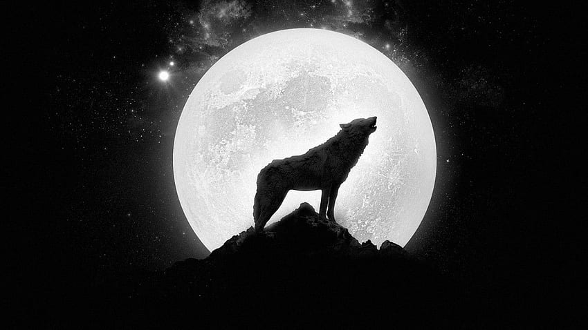 Wilk Wyje Przy Pełni Księżyca. Nierozwiązany Tapeta HD