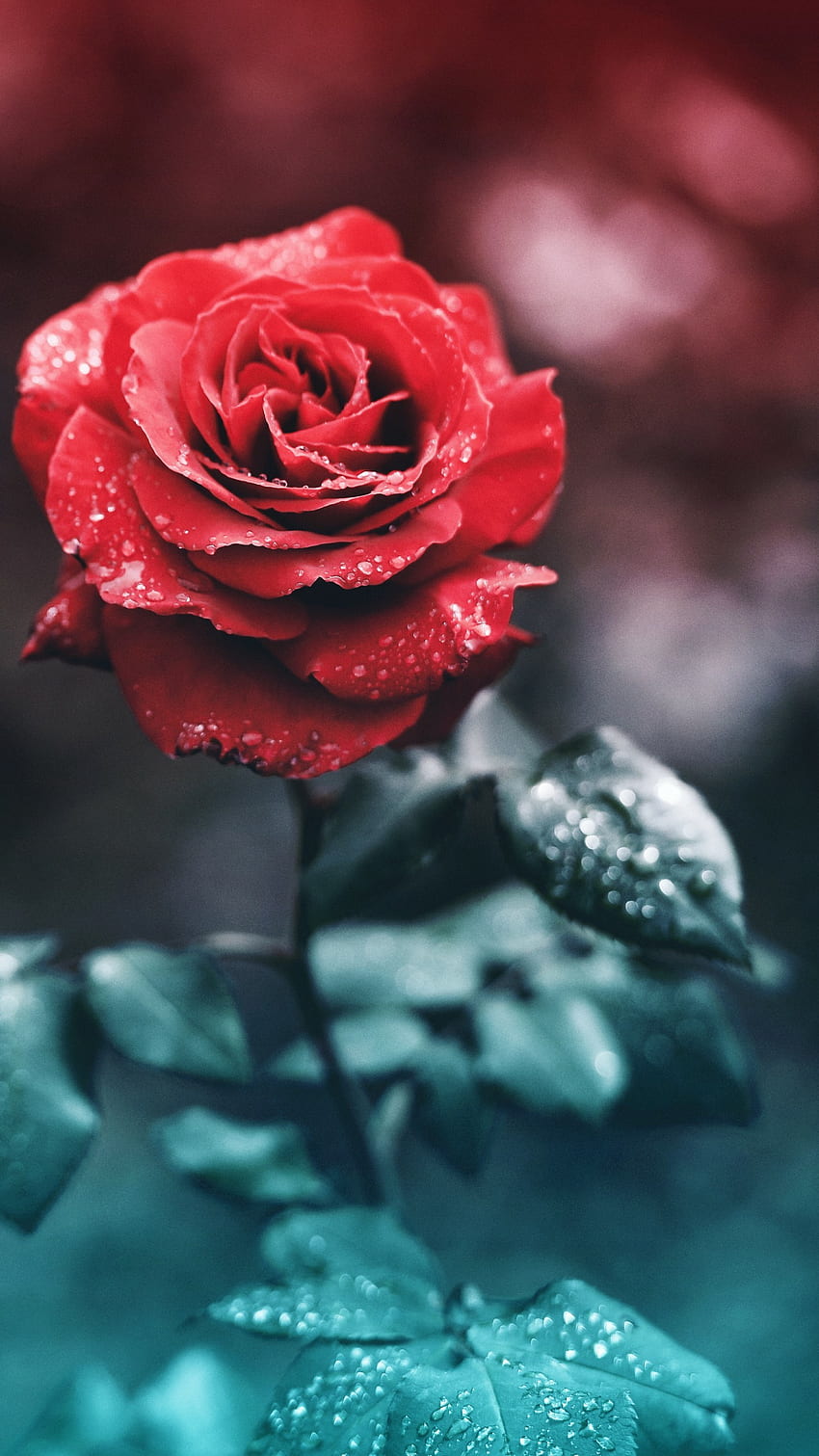 Rosa Roja, Flor Rosa Roja fondo de pantalla del teléfono