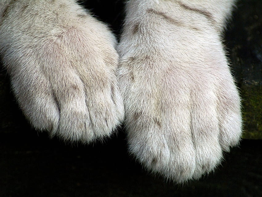 Paws, animal, white, black, cat, paw HD wallpaper