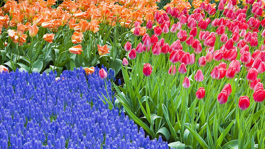 Grape Hyacinth and Tulips Keukenhof . Travel Background HD wallpaper