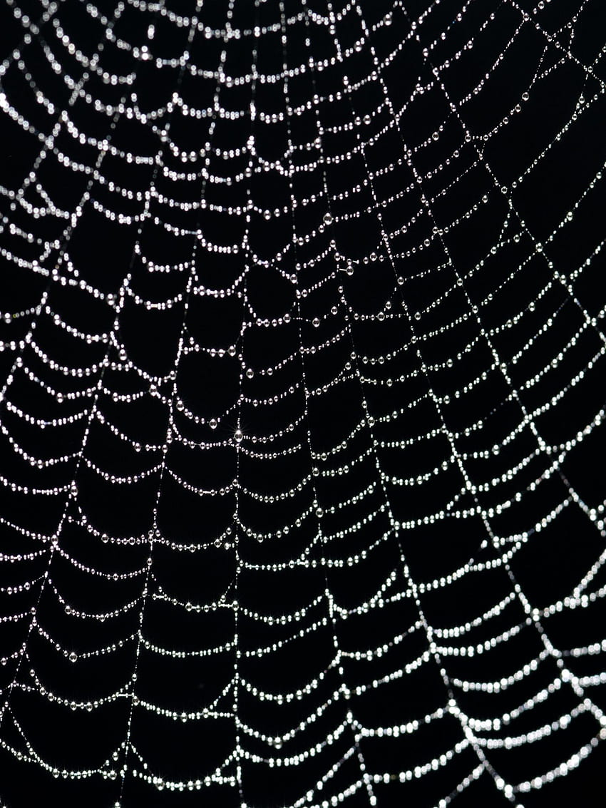 Fond de toile d'araignée rouge Dans une toile d'araignée 8145 [] pour votre, mobile et tablette. Explorez Spiderweb. Araignée, toile d'araignée, araignée Fond d'écran de téléphone HD