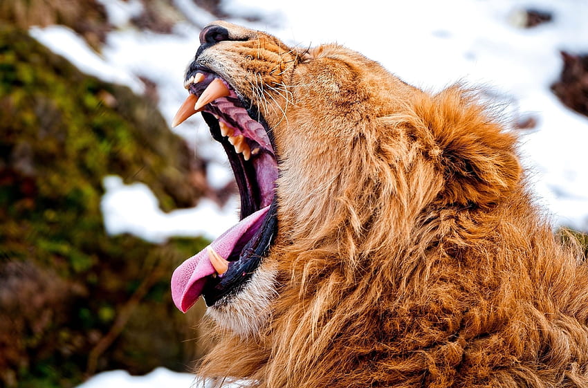 Animals, Snow, Aggression, Grin, Muzzle, Lion, Anger HD wallpaper