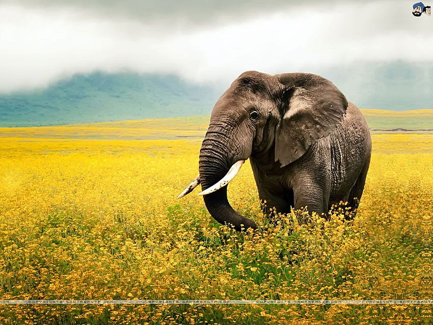 Elephant, Abstract Elephant HD wallpaper