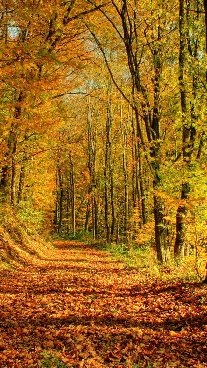 Bäume avenus, oktober HD-Handy-Hintergrundbild