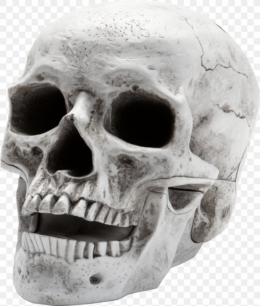 Schädel, Png, px, Menschliches Skelett - Skelettkopf Png - HD-Handy-Hintergrundbild