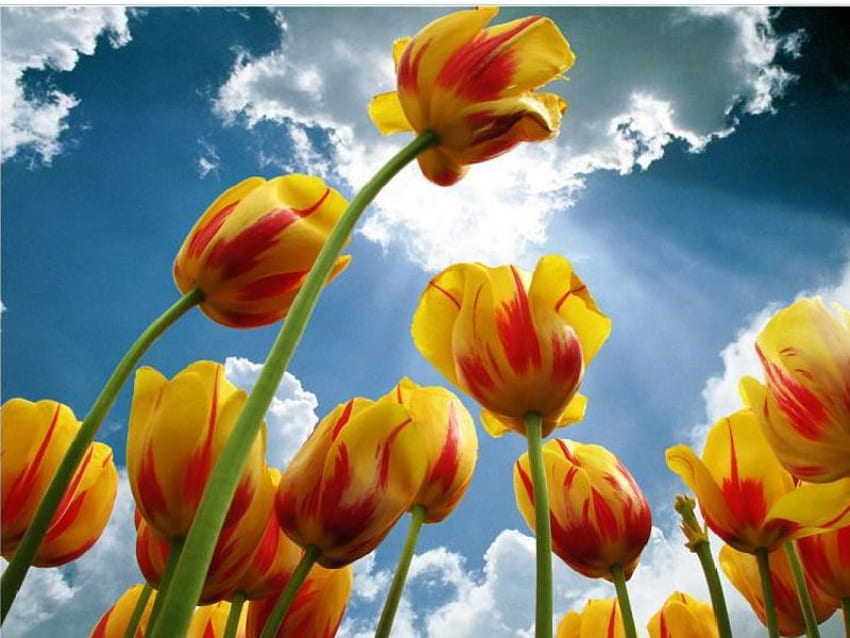 have you seen ever flowers that colors like that?, sky, tulips HD wallpaper
