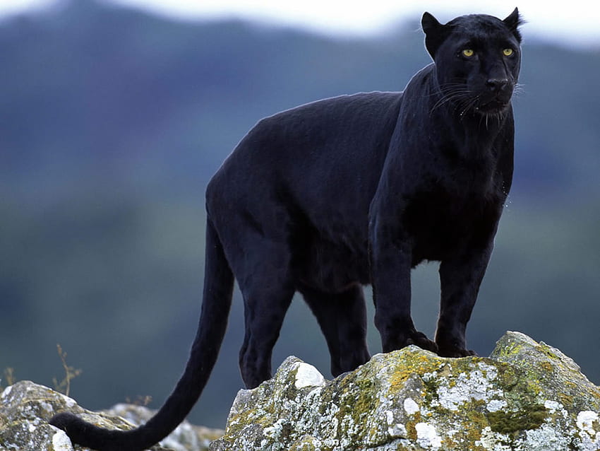 FOR YOU BLACK PANTHER MY FRIEND, gorgeous, majestic, beautiful, proud HD wallpaper