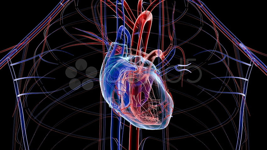 Cardiology, Cardiac HD wallpaper