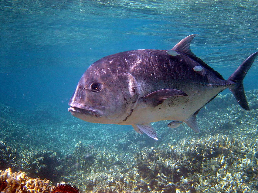 Ulua . Ulua, Hawaii Underwater HD wallpaper