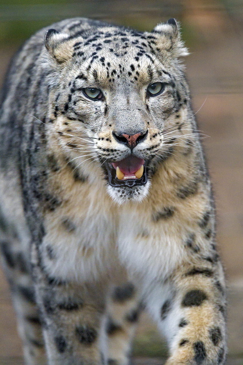 Animals, Snow Leopard, Predator, Big Cat, To Fall, Mouth HD phone wallpaper