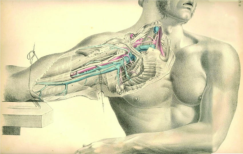 anatomia cirúrgica (1851). Anatomia humana, Anatomia artística, Curiosidades médicas, Fisiologia humana papel de parede HD